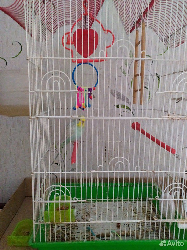 Клетка с попугаем купить на Зозу.ру - фотография № 1