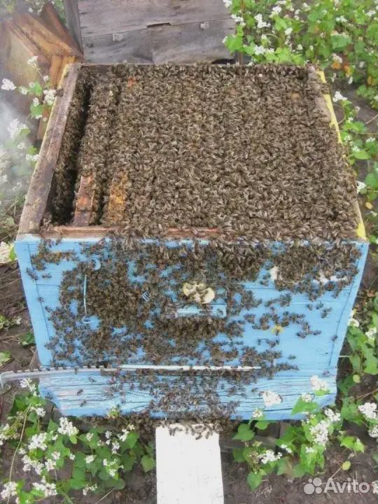 Пчелосемьи,пчелы купить на Зозу.ру - фотография № 1