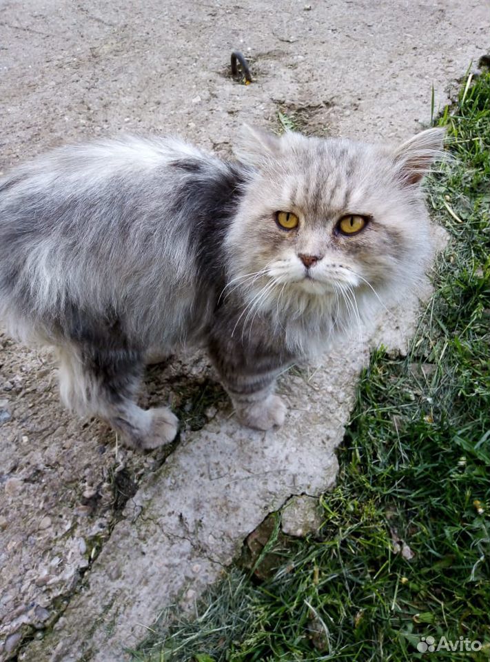 Кот красавец купить на Зозу.ру - фотография № 2