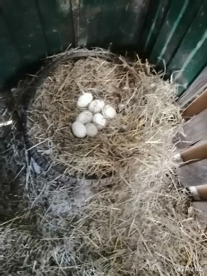 Птица домашняя яйцо инкубационное и цыплят купить на Зозу.ру - фотография № 6