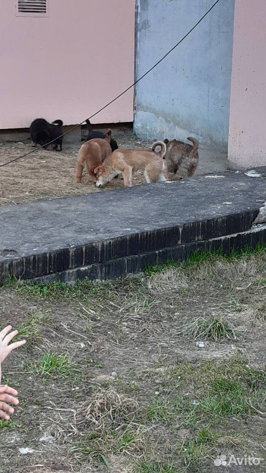 5 щенков купить на Зозу.ру - фотография № 2