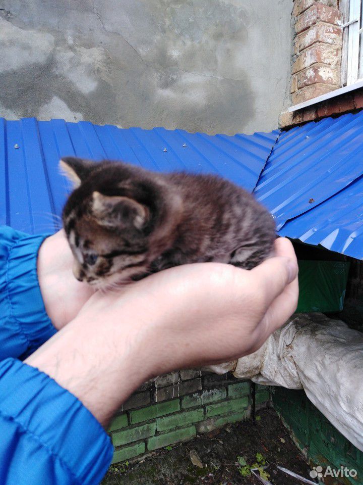 Отдаём в добрые руки 3-х котят, 2 девочки и мальчи купить на Зозу.ру - фотография № 3
