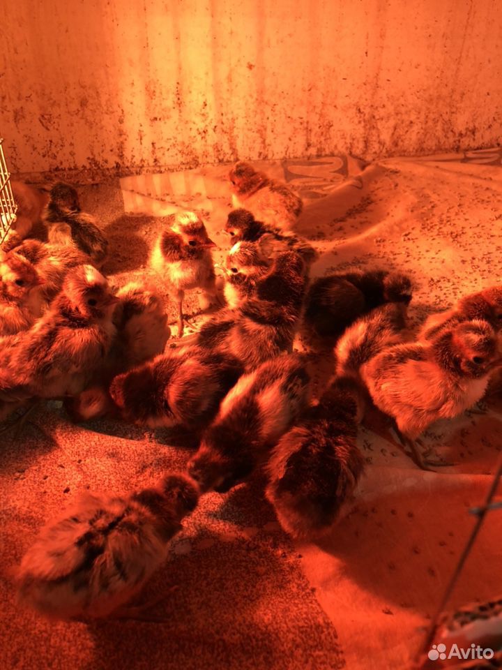 Породные цыплята купить на Зозу.ру - фотография № 3