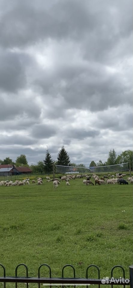 Овцы/бараны купить на Зозу.ру - фотография № 1