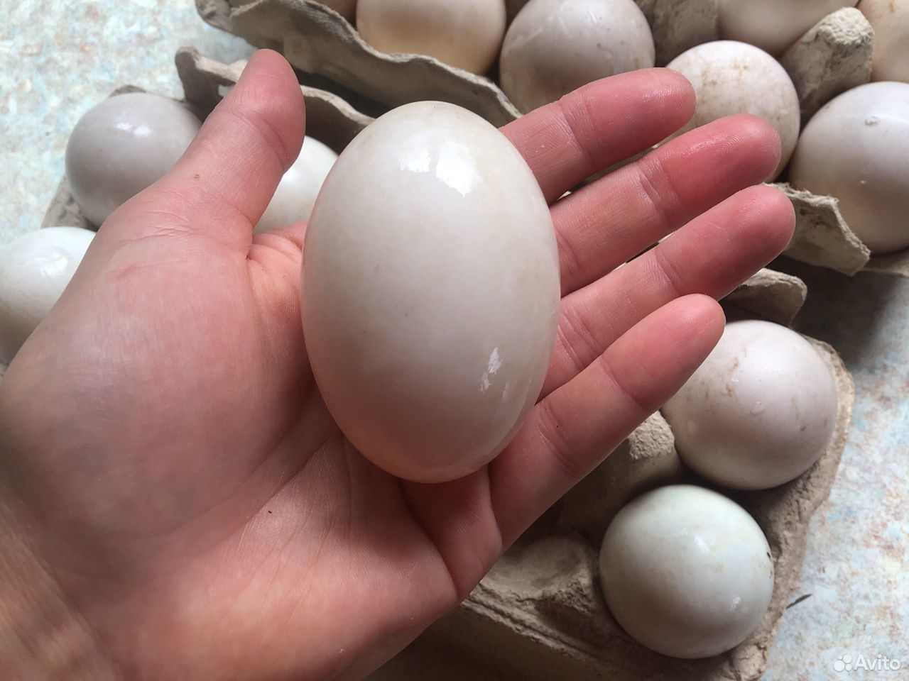 Инкубационные Яйца утки купить на Зозу.ру - фотография № 2