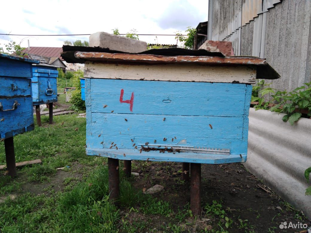 Продам пчел купить на Зозу.ру - фотография № 6
