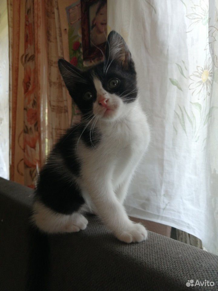 Отдам котят в хорошие руки :) купить на Зозу.ру - фотография № 1