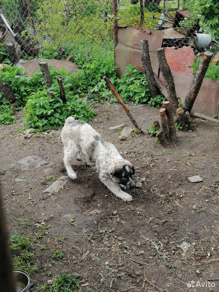 Собака/щенок 3 месяца купить на Зозу.ру - фотография № 9
