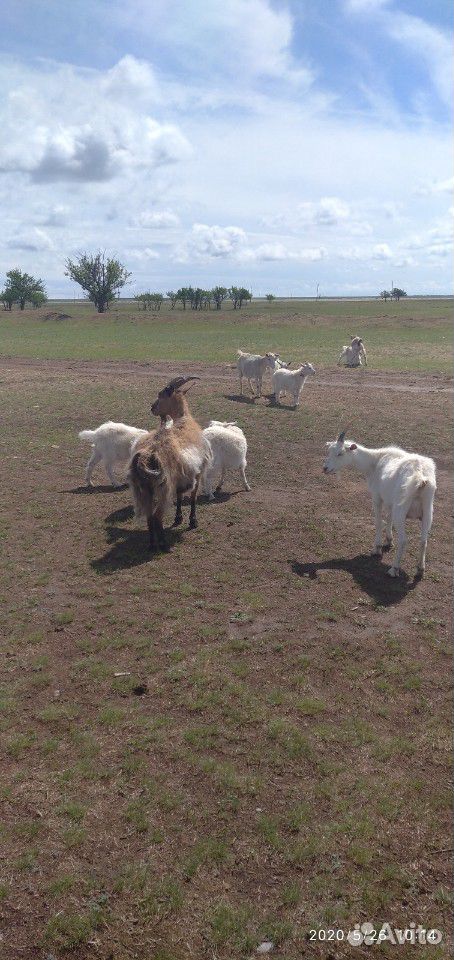 Дойные козы с козлятами купить на Зозу.ру - фотография № 3
