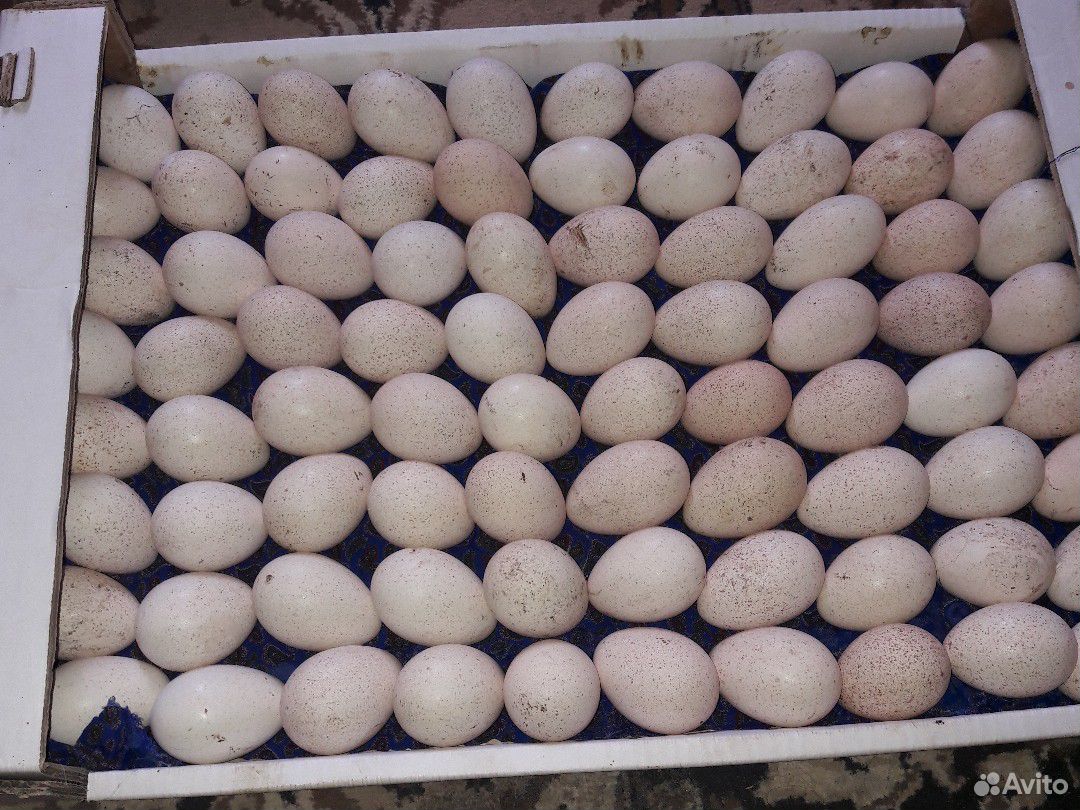 Яйца индюшиные купить на Зозу.ру - фотография № 2