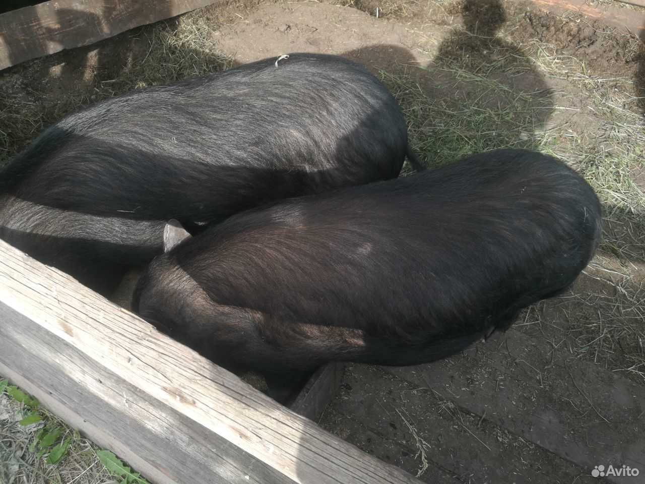 Свинки вьетнамской вислобрюхой купить на Зозу.ру - фотография № 3