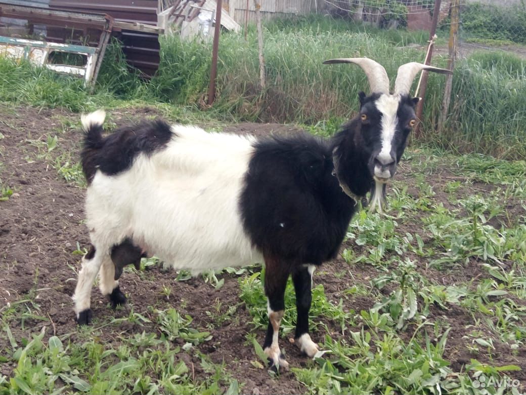 Молочная коза и козлята купить на Зозу.ру - фотография № 2