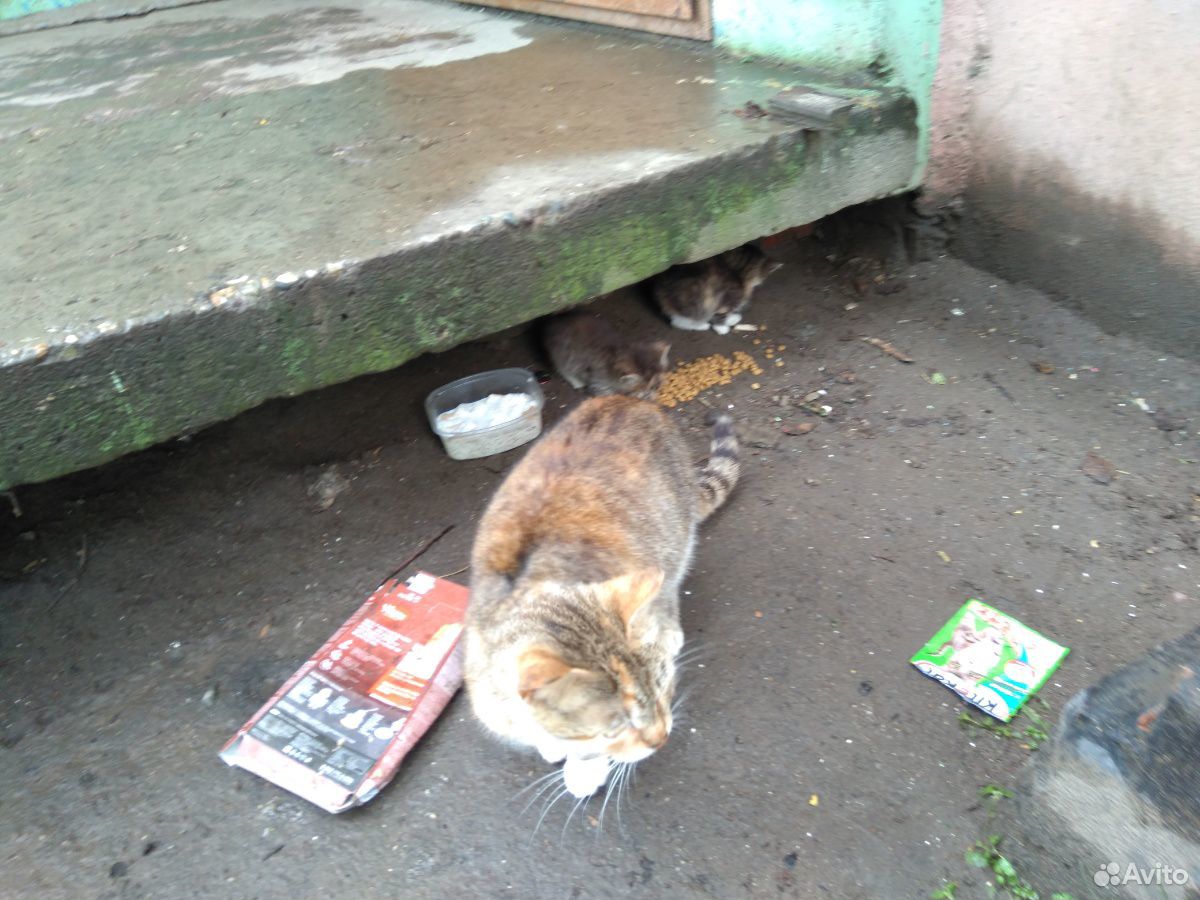 Маленькие котятки пеструшки купить на Зозу.ру - фотография № 3