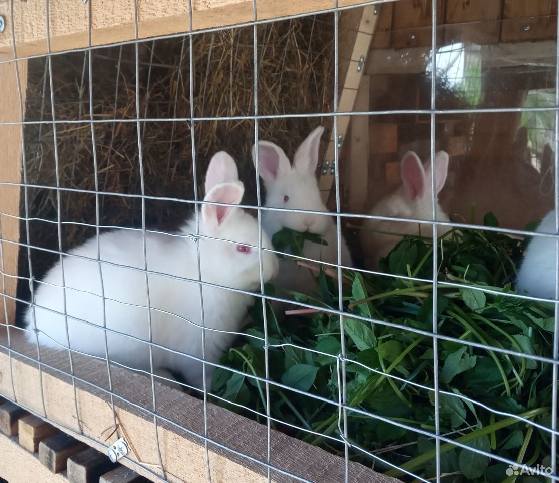 Кролик новозеландский белый. нзб купить на Зозу.ру - фотография № 2