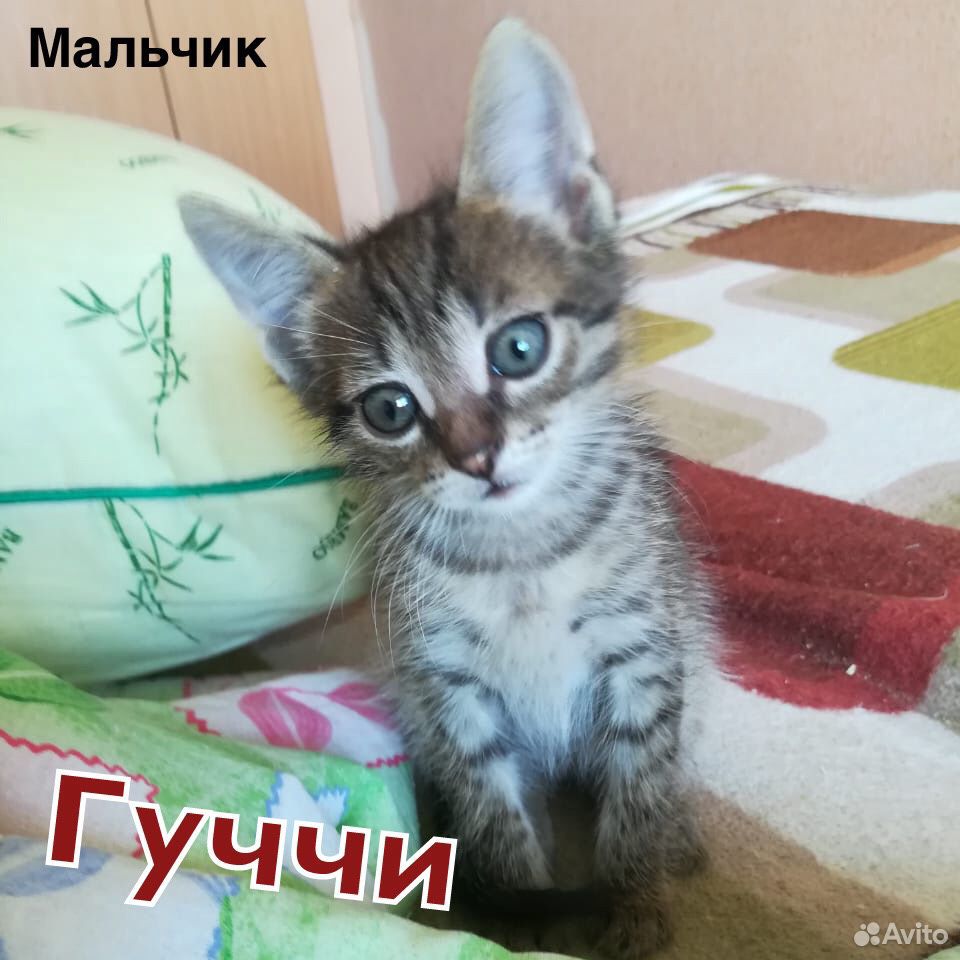 Котята мальчики 1,5 мес купить на Зозу.ру - фотография № 6