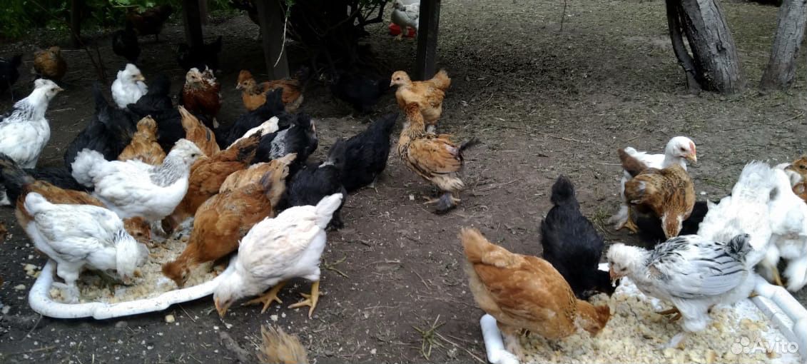 Цыплята кур несушек месячные купить на Зозу.ру - фотография № 4