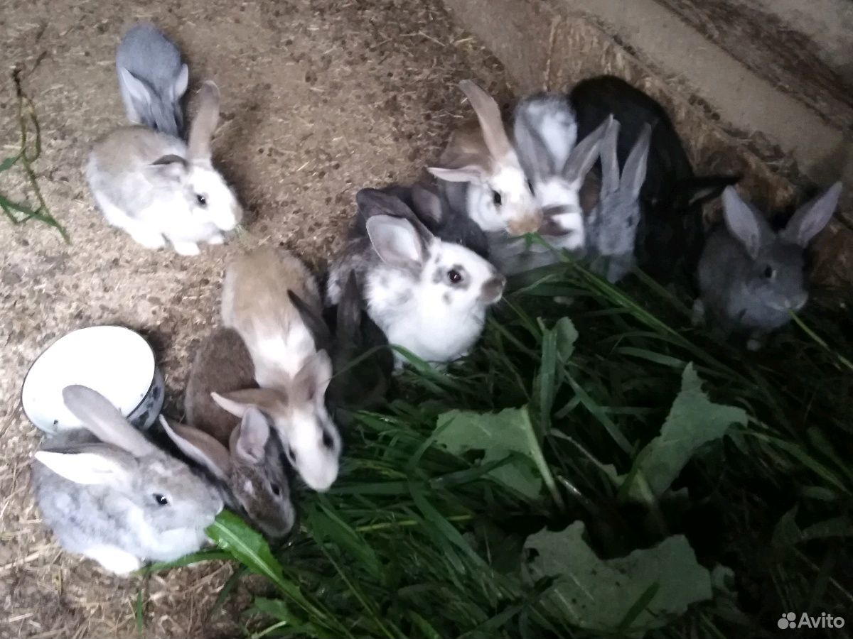 Продам кроликов от 2 мес купить на Зозу.ру - фотография № 2