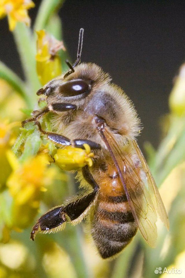 Рой пчёл, 2 неплодные пчеломатки купить на Зозу.ру - фотография № 1