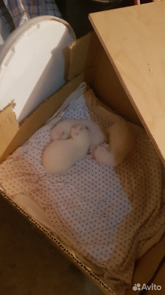 Котята белые купить на Зозу.ру - фотография № 2