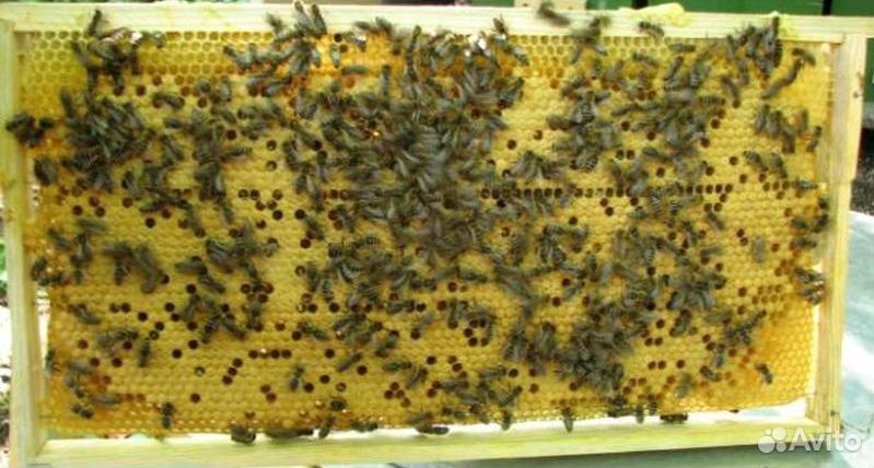 Пчёлосемьи купить на Зозу.ру - фотография № 1