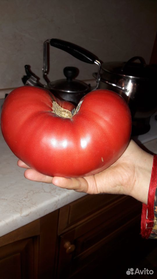 Семена свои томат редис фасоль бобы лук чеснок т п купить на Зозу.ру - фотография № 1