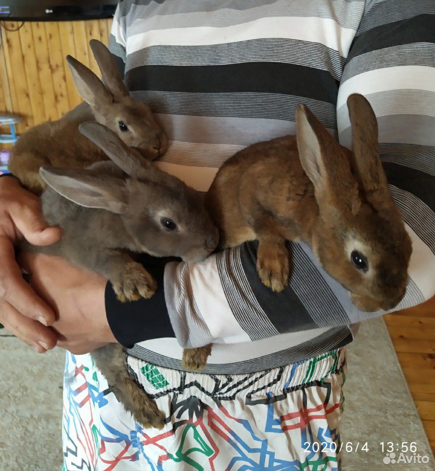 Продам крольчат породы рекс.2 месяца купить на Зозу.ру - фотография № 3