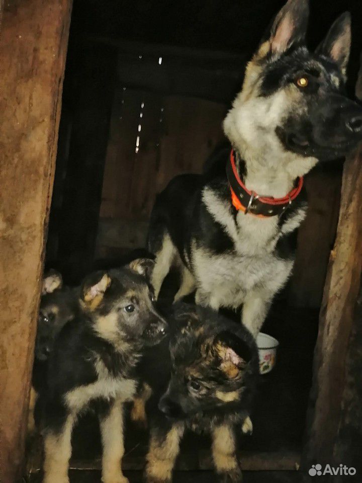 Немецкие овчарки щенята купить на Зозу.ру - фотография № 1