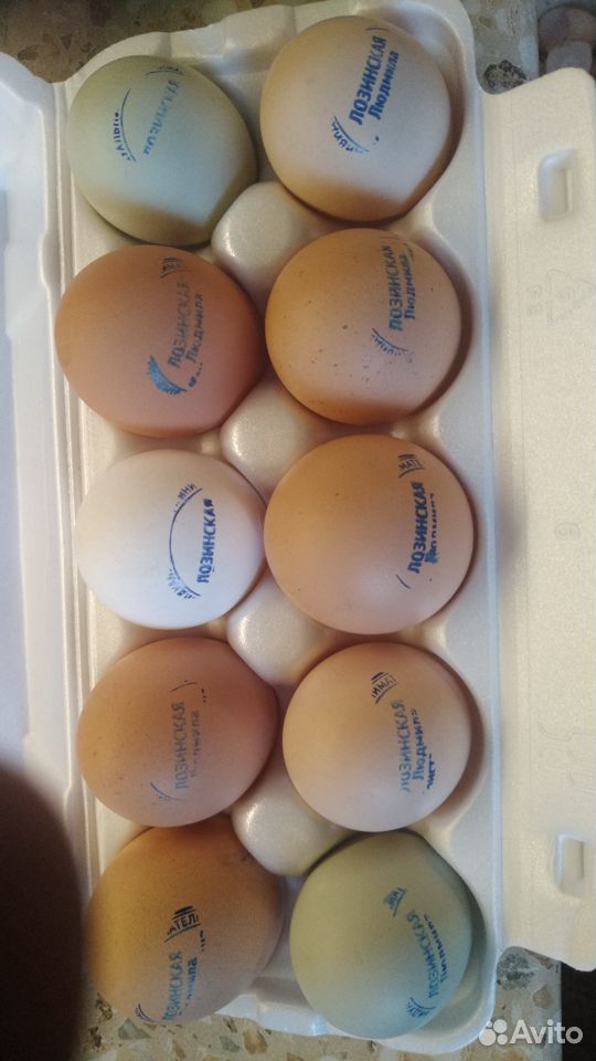 Яйцо инкубационное разных пород купить на Зозу.ру - фотография № 1