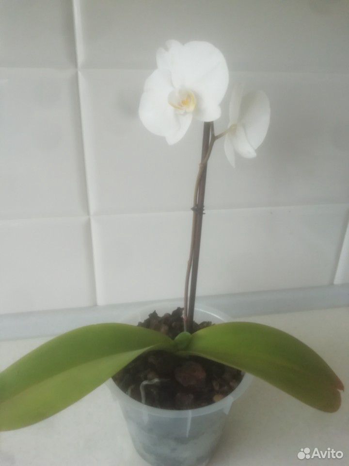 Орхидея Белая купить на Зозу.ру - фотография № 1