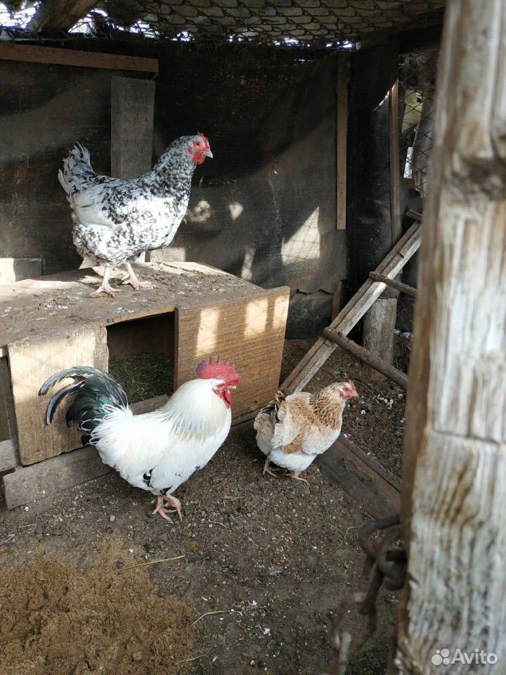 Яйца кур живущих в деревне Серпуховский район купить на Зозу.ру - фотография № 2