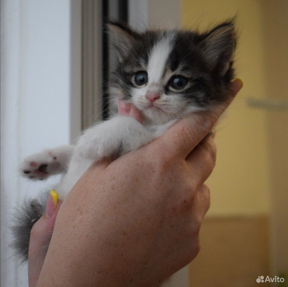 Котята в добрые руки купить на Зозу.ру - фотография № 6