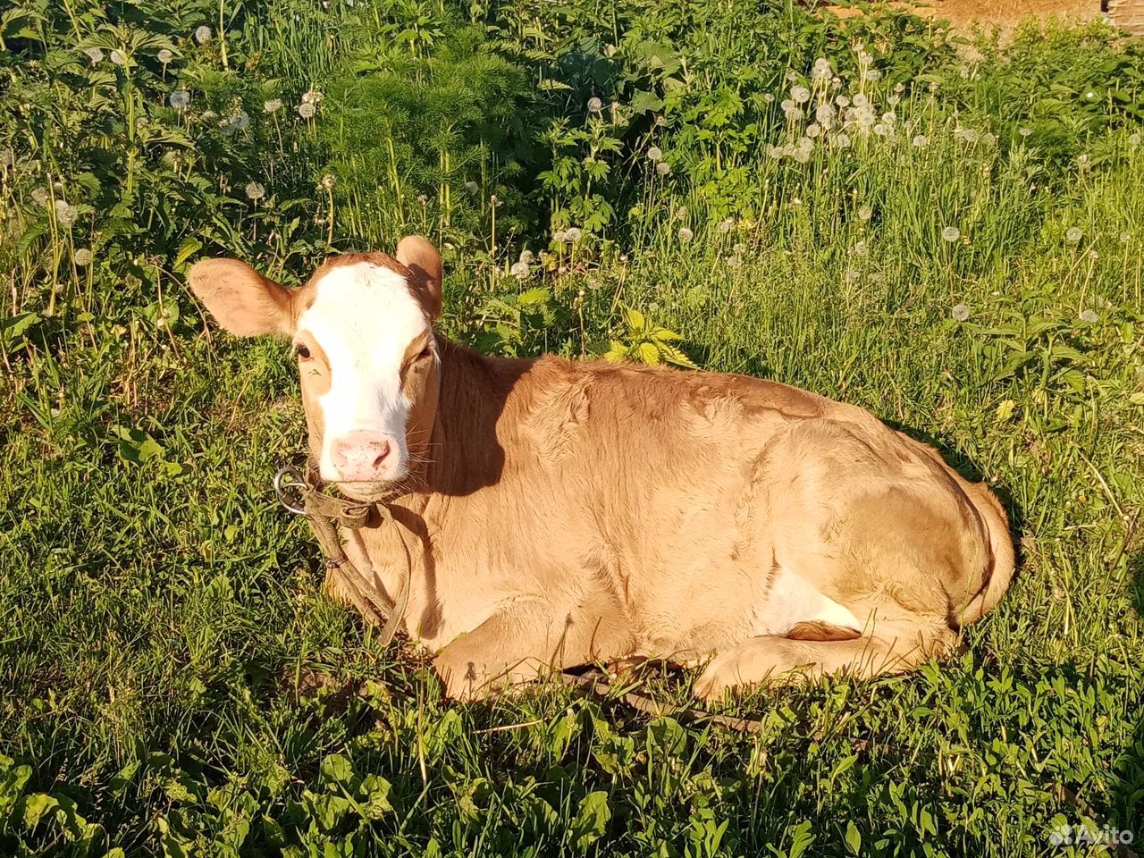 Продам корову купить на Зозу.ру - фотография № 4