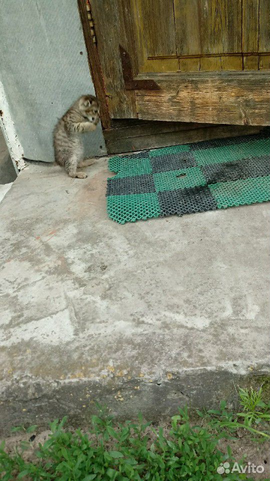 Вислоухий котик купить на Зозу.ру - фотография № 4