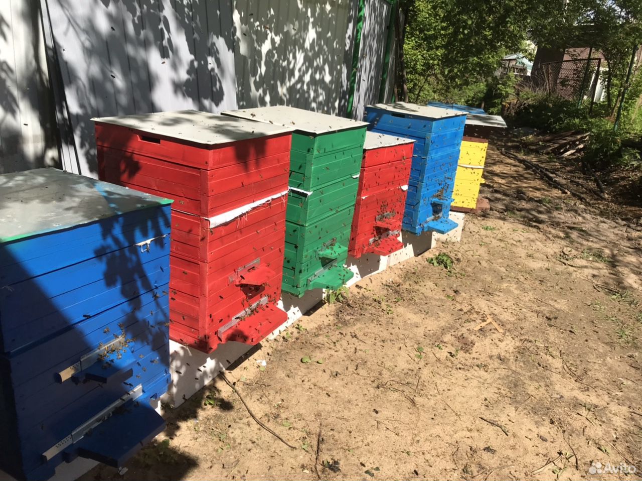Пчёлы. Семьи, пакеты купить на Зозу.ру - фотография № 4