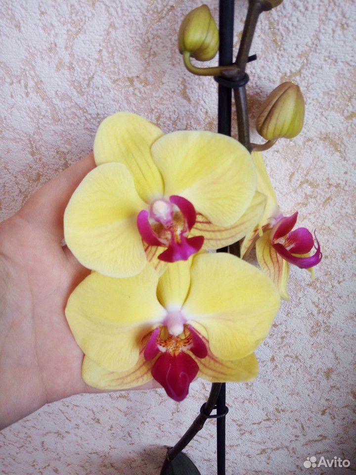 Продам орхидеи купить на Зозу.ру - фотография № 9
