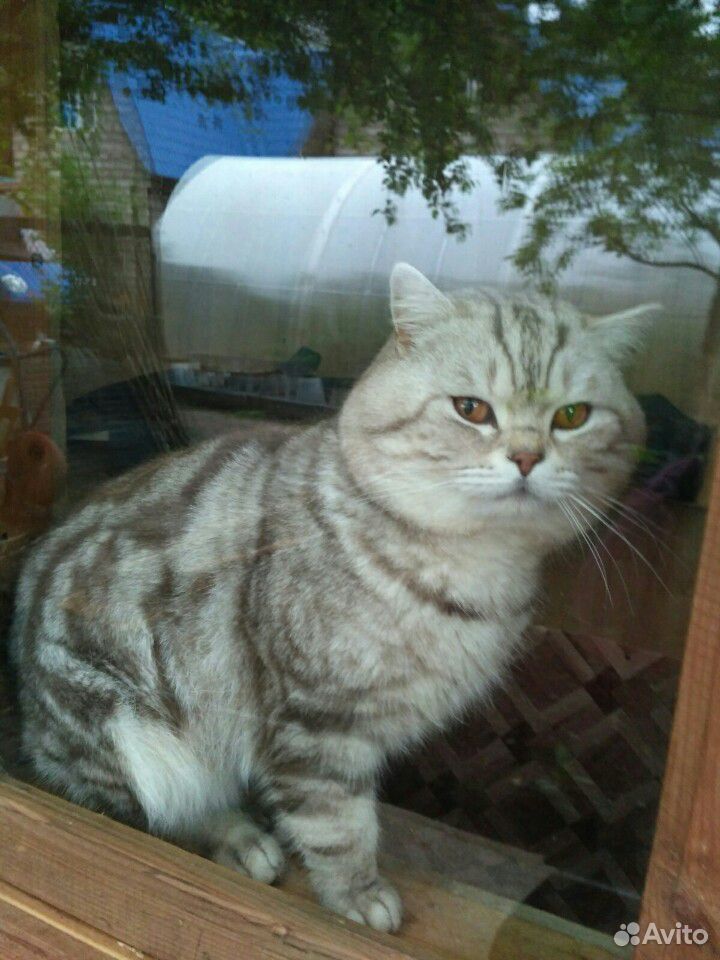 Шотландский кот для вязки купить на Зозу.ру - фотография № 3