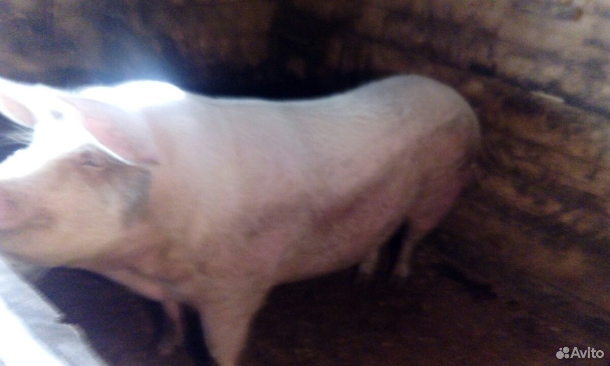 Продам свинью купить на Зозу.ру - фотография № 2