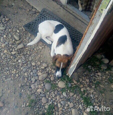 Молодои пес ищет дом купить на Зозу.ру - фотография № 1