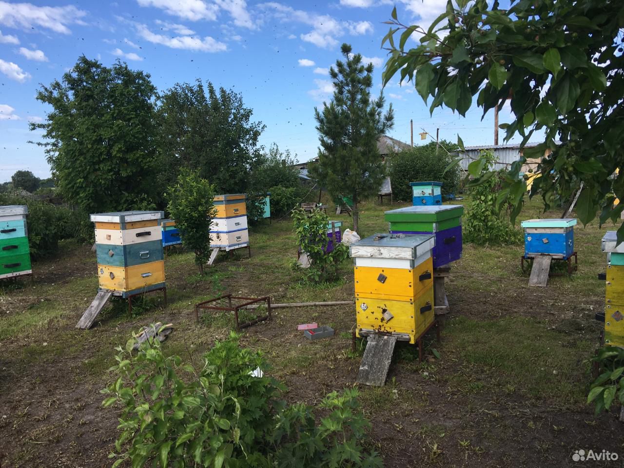 Пчёлы пчелосемьи рои купить на Зозу.ру - фотография № 1