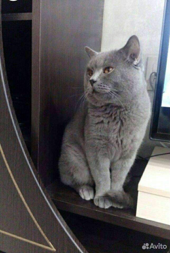Британский кот. Вязка купить на Зозу.ру - фотография № 1