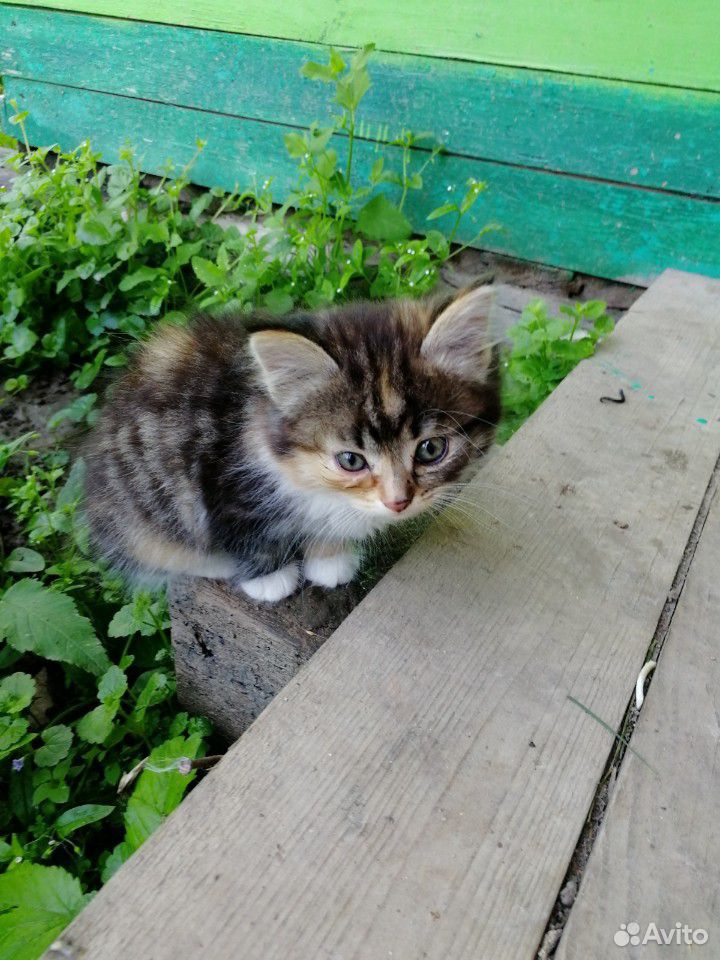 Отдадим котёнка в добрые руки купить на Зозу.ру - фотография № 2