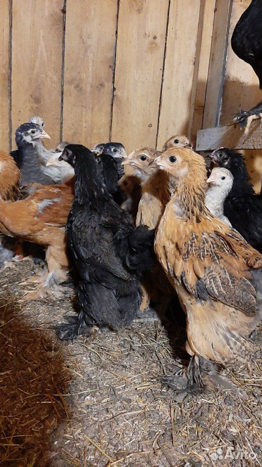 Куры и цыплята разного возроста породы Кохинхин и купить на Зозу.ру - фотография № 4