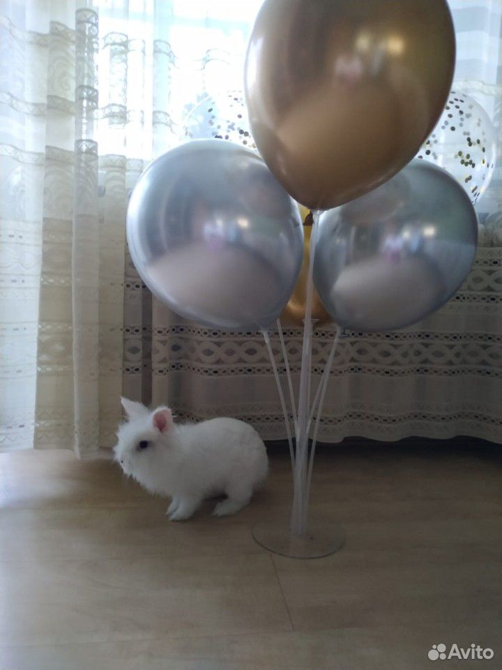 Кролик вместе с клеткой купить на Зозу.ру - фотография № 3
