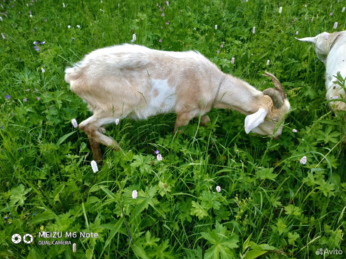 Вязка коз,молоко купить на Зозу.ру - фотография № 2