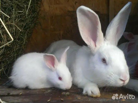 Кролики Белый Паннон купить на Зозу.ру - фотография № 1