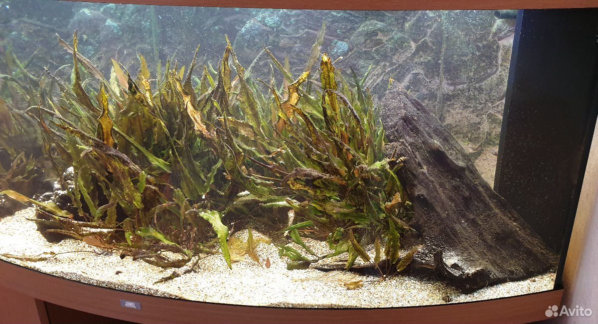 Продается аквариум Juwel 450 купить на Зозу.ру - фотография № 4