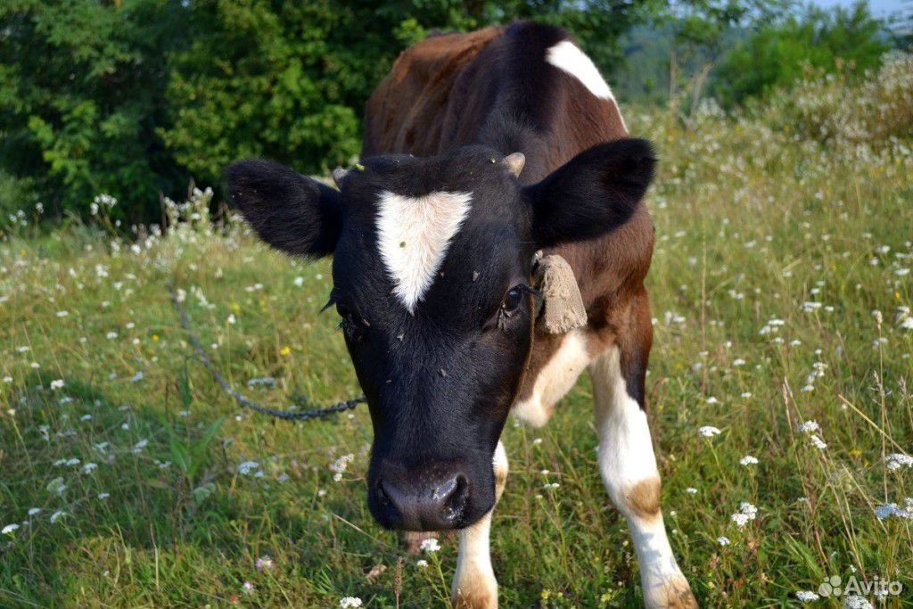 Телочка от дойной коровы 6 месяцев купить на Зозу.ру - фотография № 1