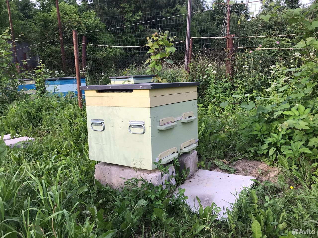 Пчелы с новыми домиками купить на Зозу.ру - фотография № 2