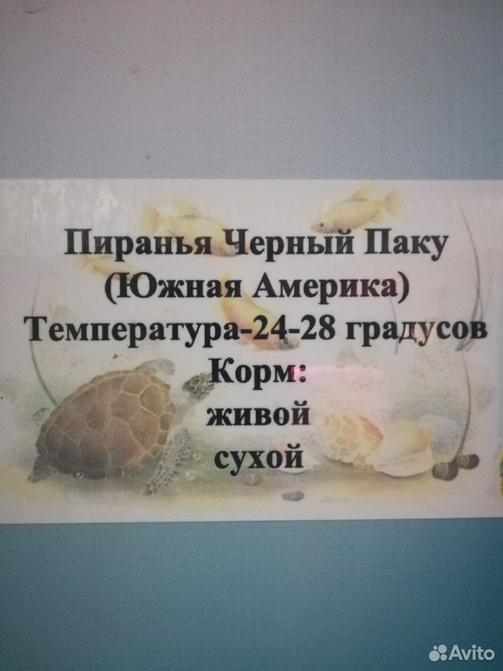 Рыба купить на Зозу.ру - фотография № 6