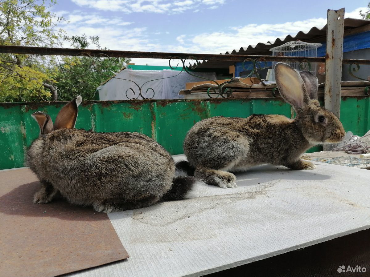 Кролики на продажу купить на Зозу.ру - фотография № 5